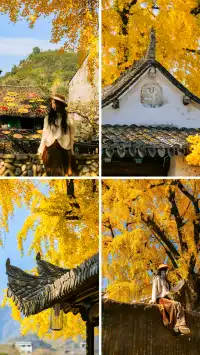 12.4實拍溫州銀杏王黃透了曬秋同框拍照