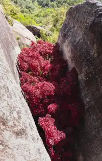 東坪山上長在岩縫裡的紅葉。