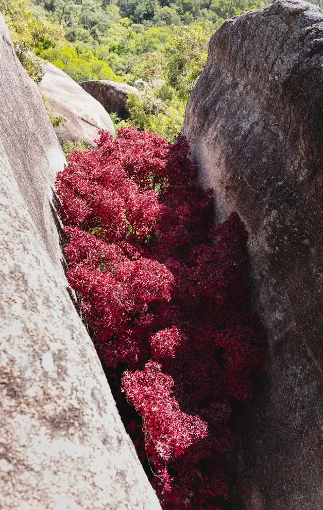 東坪山上長在岩縫裡的紅葉。