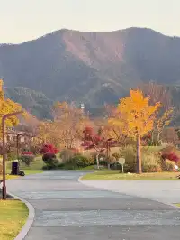 落葉倒數計時!千島湖落日金葉,衝就對了!