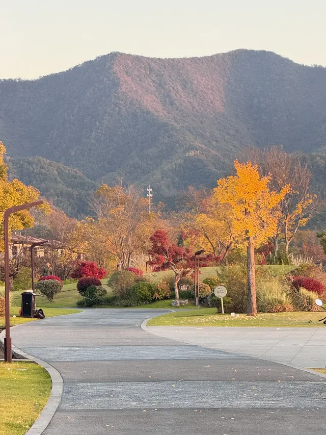 落葉倒數計時!千島湖落日金葉,衝就對了! 落葉倒數計時!千島湖落日金葉,衝就對了!