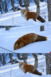 長白山關於 11.27/28 的日程