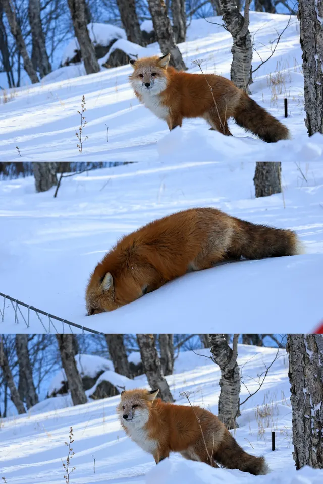 長白山關於 11.27/28 的日程