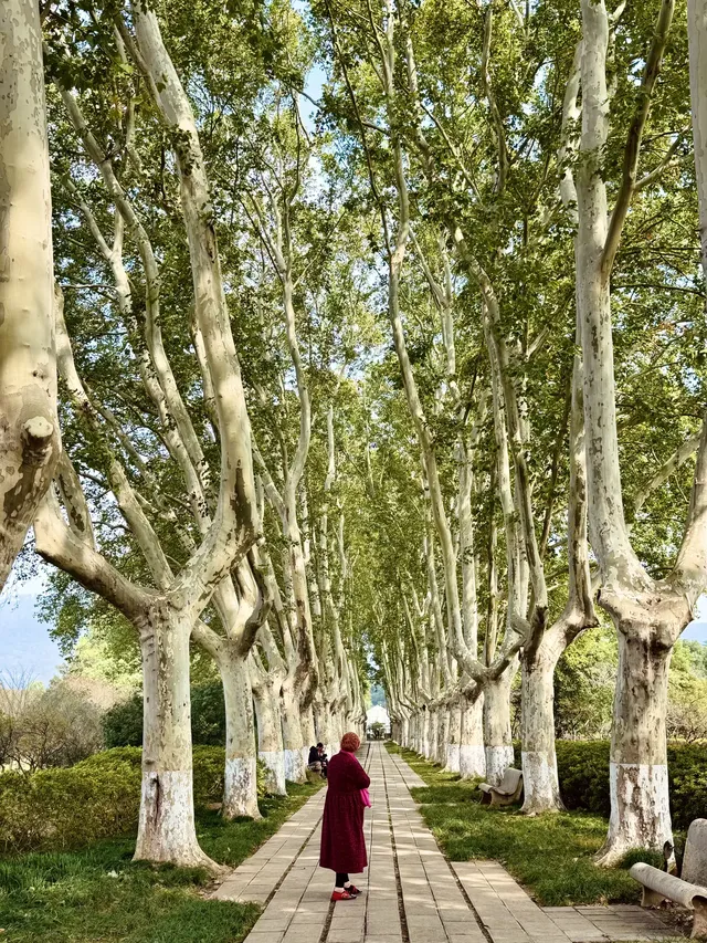 我在南京拍到了莫奈的睡蓮,想看看你拍的 我在南京拍到了莫奈的睡蓮,想看看你拍的