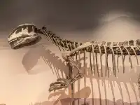 上海自然博物館中國恐龍大展 | 一眼看億年