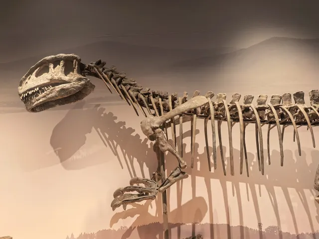 上海自然博物館中國恐龍大展 | 一眼看億年 上海自然博物館中國恐龍大展 | 一眼看億年