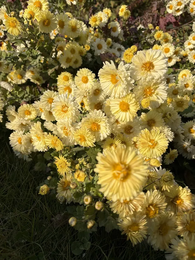 烏村農耕集|打卡藏在烏鎮古村的杭白菊花海 烏村農耕集|打卡藏在烏鎮古村的杭白菊花海