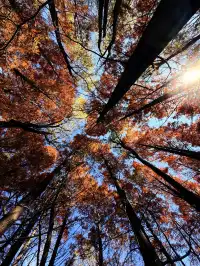 12月洱海!闖入現實版《小森林》紅杉秘境!