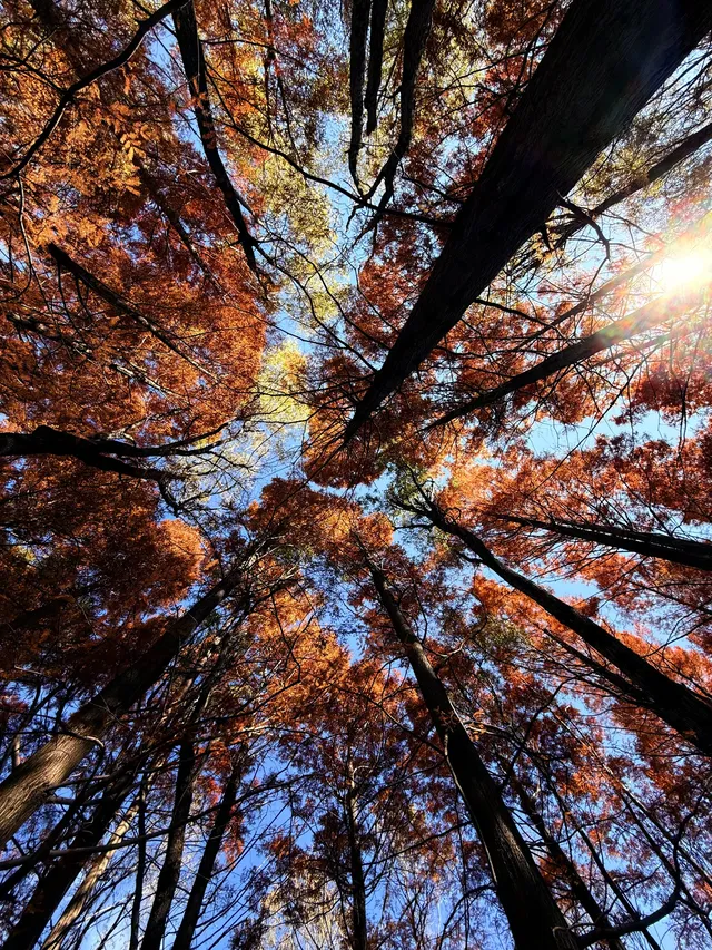 12月洱海!闖入現實版《小森林》紅杉秘境! 12月洱海!闖入現實版《小森林》紅杉秘境!