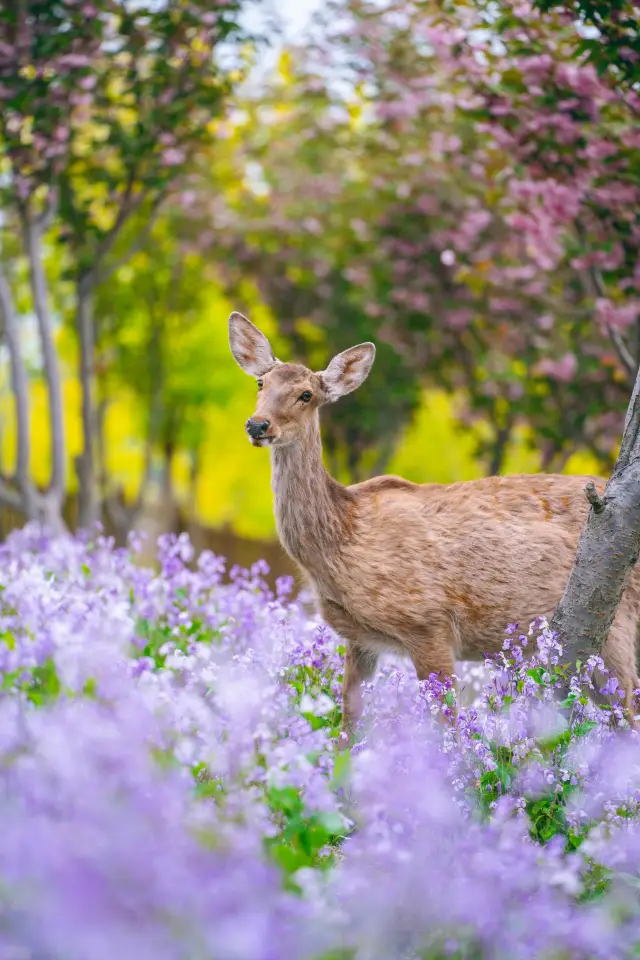 I'm already looking forward to April in Dalian‖where flowers are in full bloom