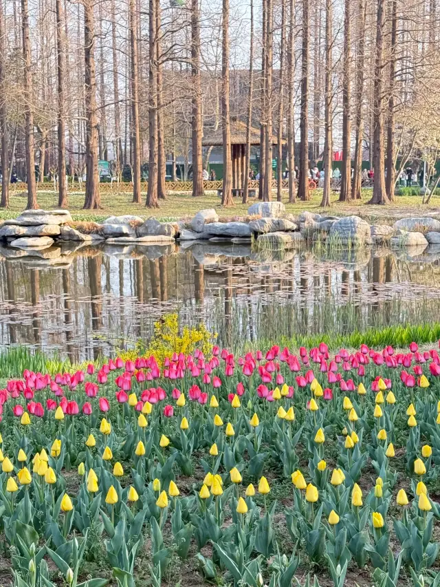 Qingdao Zhongshan Park｜A Century-Old Sea of Flowers Photo Collection