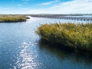 Wetland Park Birdwatching Guide