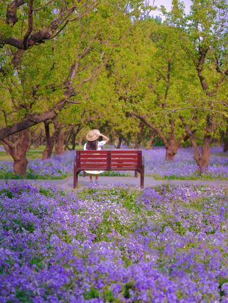 천단공원의 이월란 개화 속도가 올해는 두 배로 빨라졌어요!