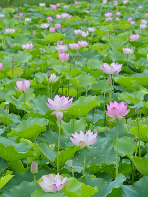 蓮花 深圳の蓮の花が先に開花｜龍崗河湿地公園・2026年最新蓮見ガイド