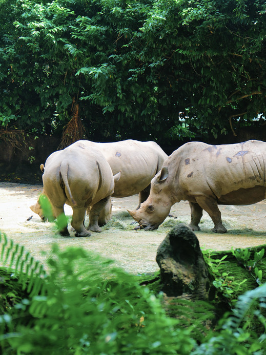 リアル版ズートピアはシンガポールにあり攻略を丸パクリ | Trip.com