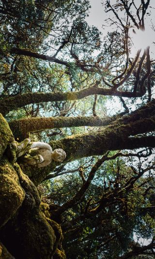 Open the summer of Ailao Mountain in full-screen green