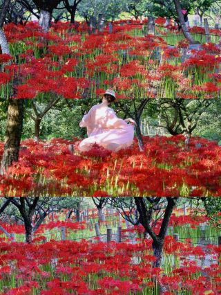 Already looking forward to September in Shanghai... a collection of red spider lily spots