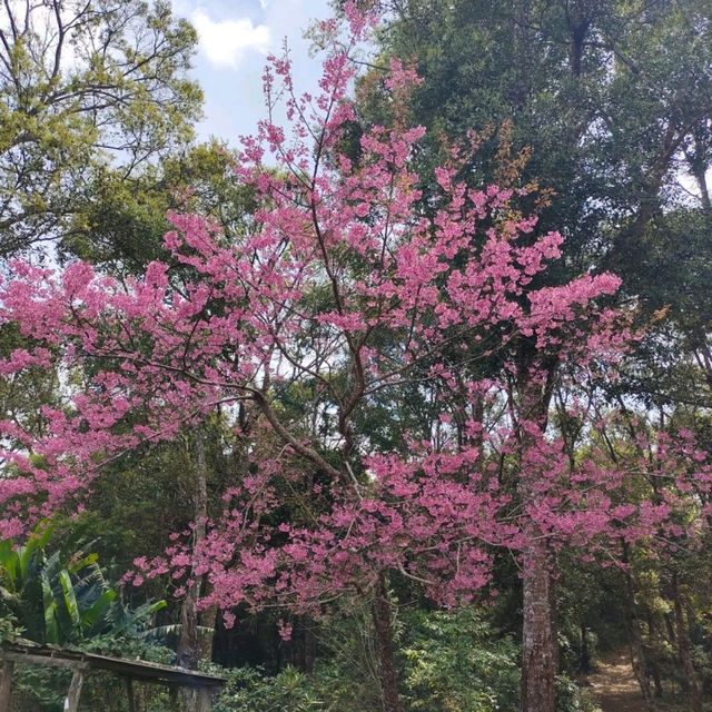 ขุนช่างเคี่ยน ดอกนางพญาเสือโคร่ง