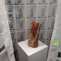 本地遊好去處《一樹無聲》展覽