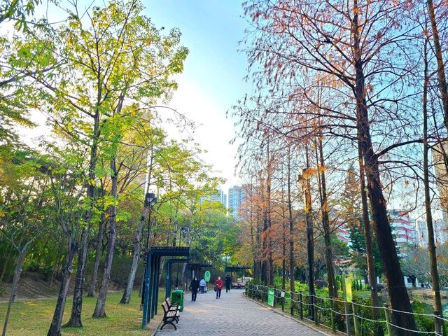 【市區看紅葉🍂~青衣公園】