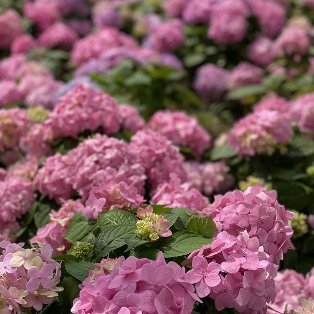 季節限定··沙田好去處