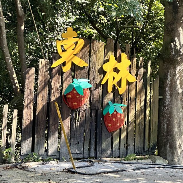 Cherry blossom 🌸 @ Bishan temple