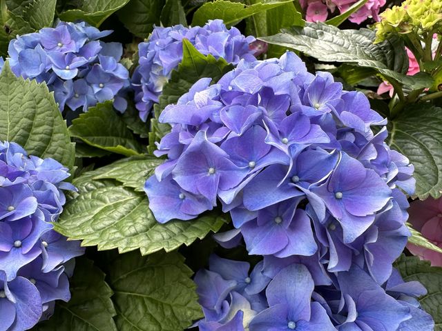 本地遊 | 坐港鐵遊香港 | 青衣站 | 兩個繡球花打卡熱點