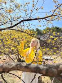 구례산수유축제에 가기 힘들다면?🌼🌼