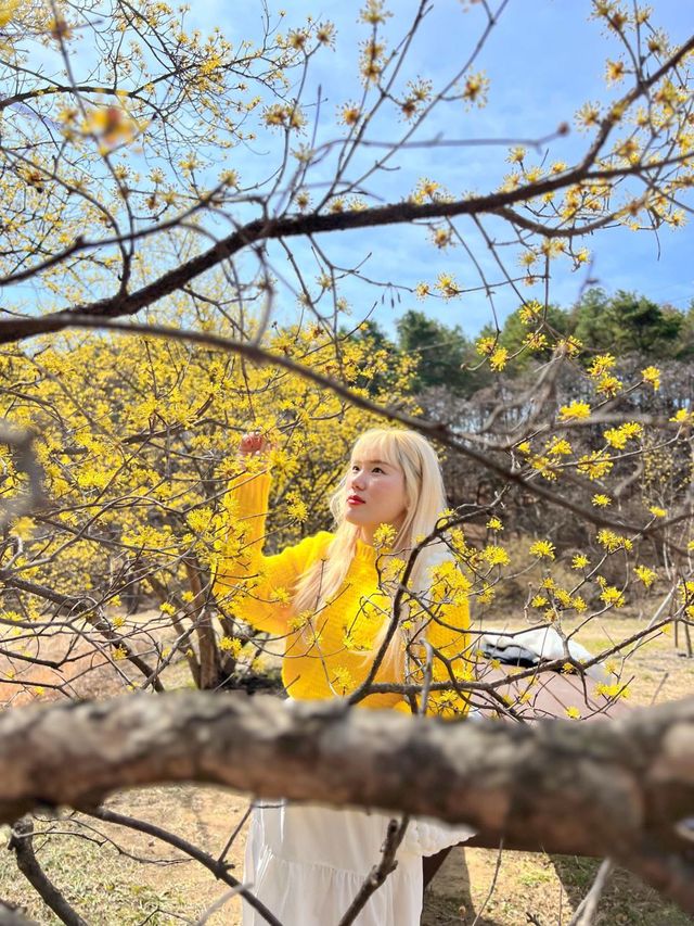 구례산수유축제에 가기 힘들다면?🌼🌼