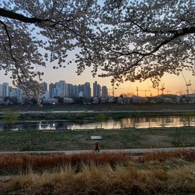 2023년 3월  안양천벚꽃 