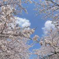 경남 꽃놀이 명소 모음🌸