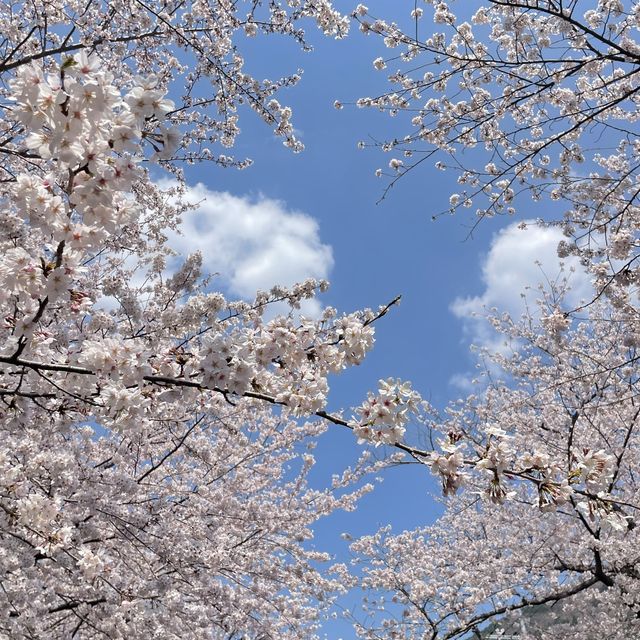 경남 꽃놀이 명소 모음🌸