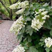 蒲郡　形原あじさいの里で紫陽花と絶景の見晴らしを満喫