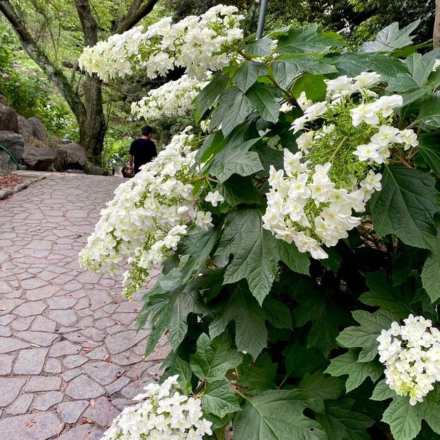 蒲郡　形原あじさいの里で紫陽花と絶景の見晴らしを満喫