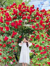 🌹과천 장미축제 - 서울대공원 장미원🌹