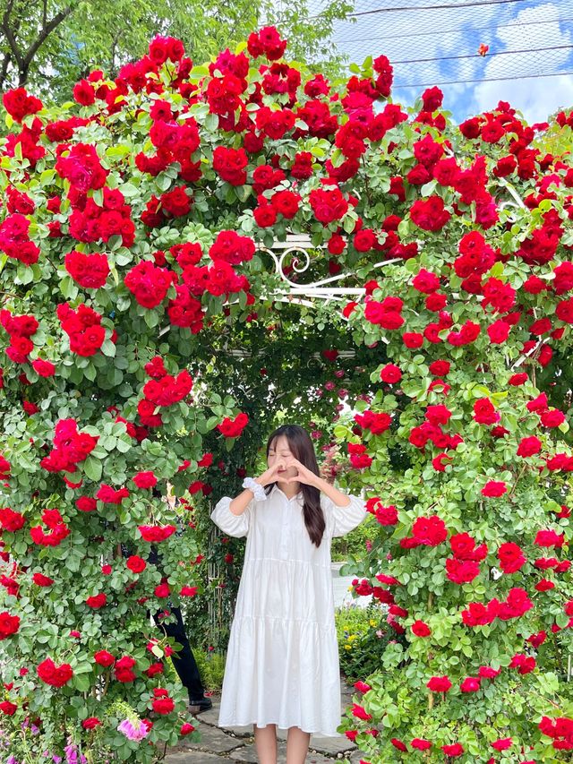 🌹과천 장미축제 - 서울대공원 장미원🌹