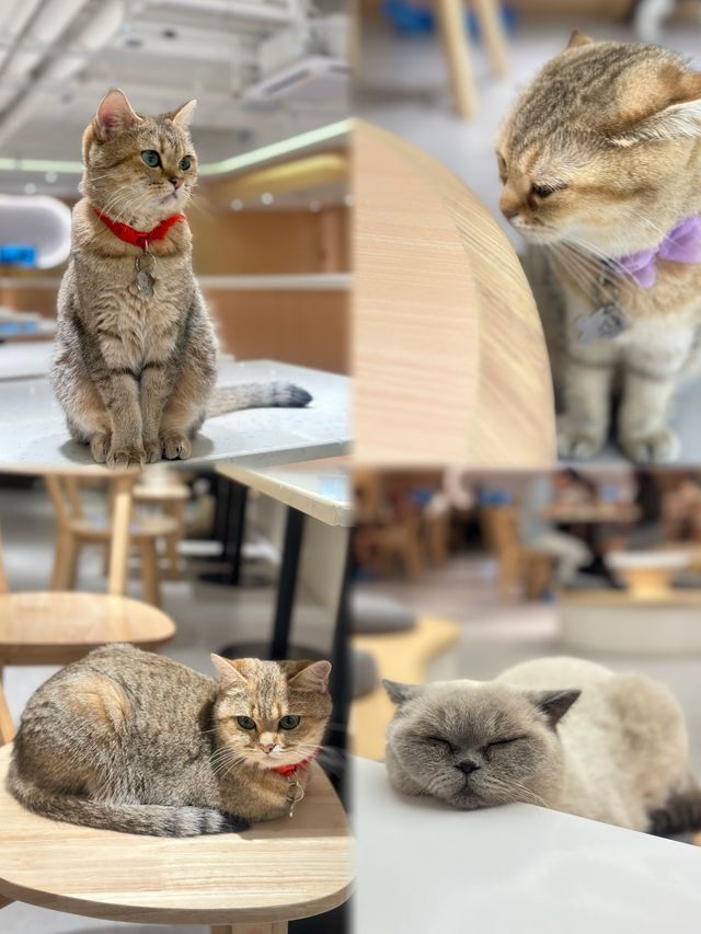 😹荔枝角貓貓Cafe 萌爆貓貓陪你食大餐
