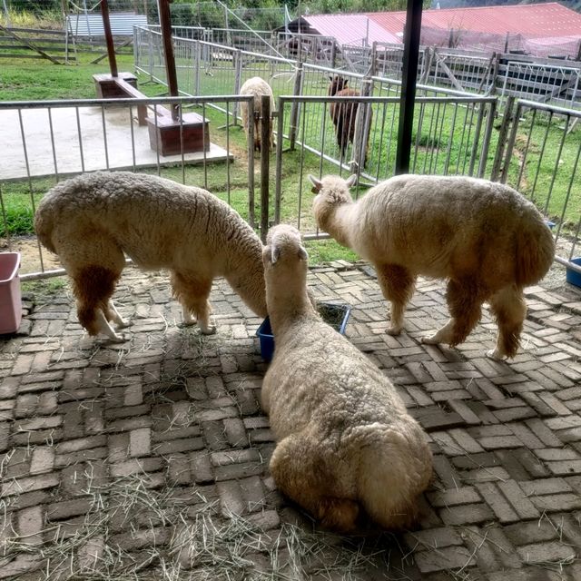 Going out for Lunch? Alpaca Lunch 