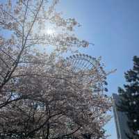 桜スポットの意外と穴場？！みなとみらい