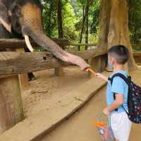 Kenyir Elephant Conservation Village