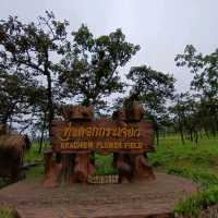 ณ ทุ่งดอกกระเจียว อุทยานแห่งชาติป่าหินงาม
