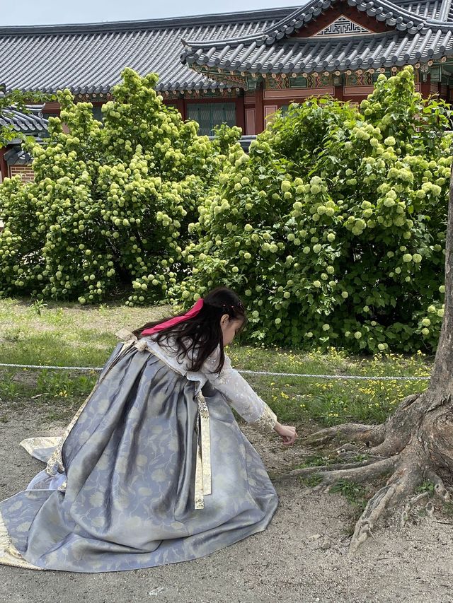ชวนเพื่อนเช่าชุดฮันบกไปถ่ายรูปที่พระราชวังคยองบก