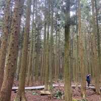 제주 산책은 사려니 숲길에서🌲