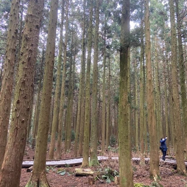 제주 산책은 사려니 숲길에서🌲