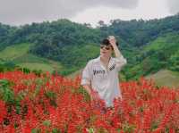 สวนดอกไม้ ป้างฮวา&สวนส้ม