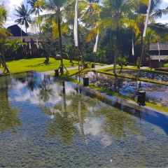 Jungle Fish Pool Bar Nutzerfoto