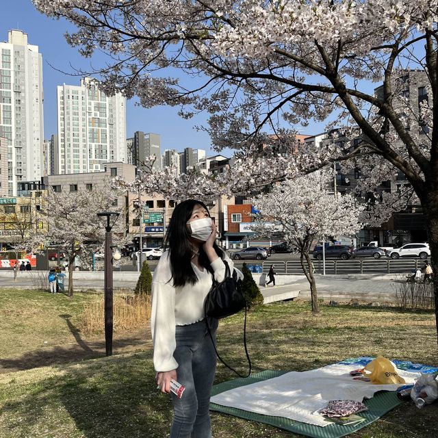 서울 꽃놀이는 북서울 꿈의 숲에서!