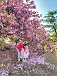 경주 불국사 겹벚꽃🌸엔딩은 이제 시작🩷