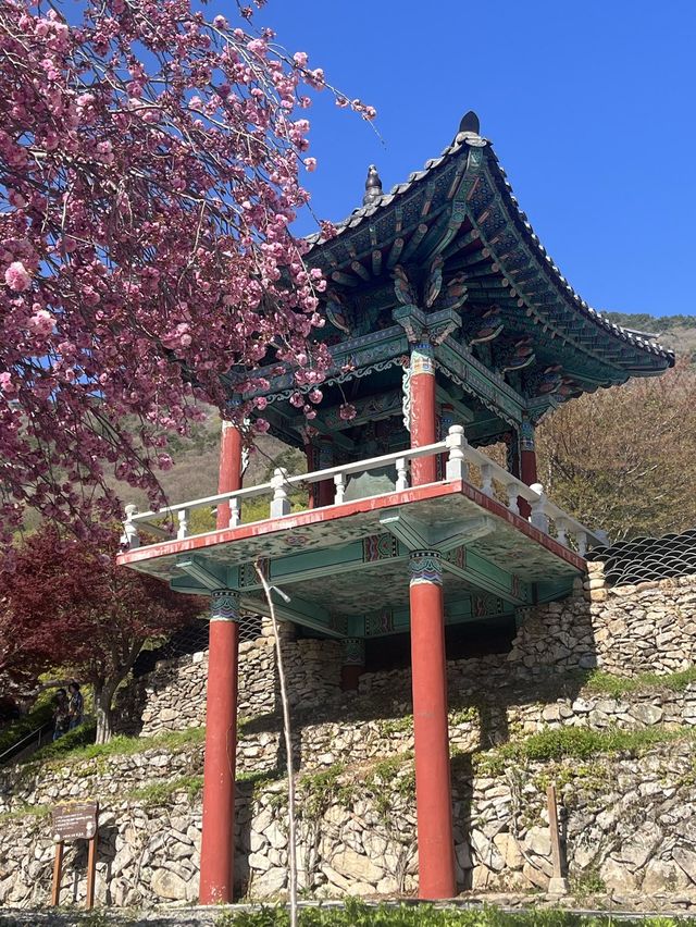 봄이 가장 예쁜 사천 당일치기 여행코스 🌸