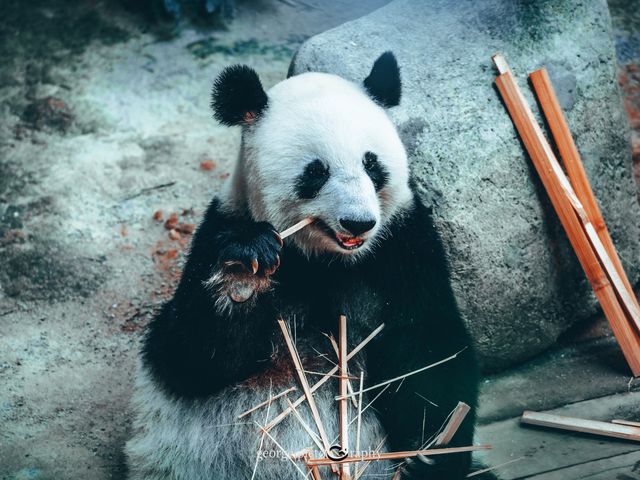 Zoo Negara@Kuala Lumpur, Malaysia